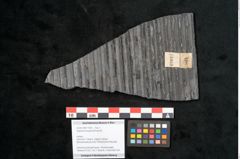 Foto (Objekt + Etikett) von Sigillaria elongata Brongniart (NHMW-GEO-2024-0188-11059)